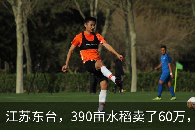 江苏东台，390亩水稻卖了60万，农户：成本49万，纯利润11万