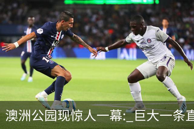 澳洲公园现惊人一幕: 巨大一条直接背走, 视频全网疯传! 官方发声
